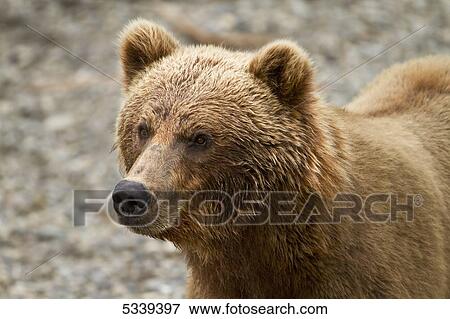 Stock Photo - Brown bear (Ursus arctos) portrait, face wet from fising for salmon, Katmai National Park; Alaska, United States of America. Fotosearch