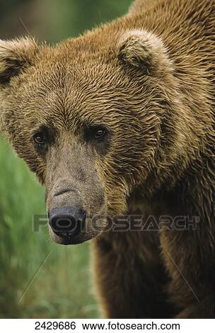 Stock Photograph - Brown bear (Ursus arctos) portrait, extreme close up, McNeil River State Game Sanctuary; Alaska, United States of America. Fotosearch