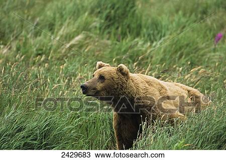 Stock Image - Brown bear (Ursus arctos) sitting in the grass, McNeil River State Game Sanctuary; Alaska, United States of America. Fotosearch