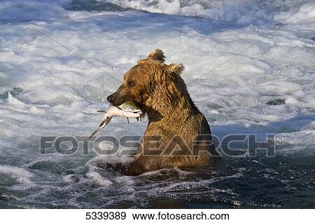 Stock Photo - Brown bear (Ursus arctos) sitting in Brooks River rapids, holding sockeye salmon (Oncorhynchus nerka), Katmai National Park; Alaska, United States of America. Fotosearch