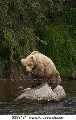Brown bear (Ursus arctos) sitting on boulder in Brooks River scratching face, harassed by insects, Katmai National Park and Preserve; Alaska, United States of America View Large Photo Image Stock Image - Brown bear (Ursus arctos) sitting on boulder in Brooks River scratching face, harassed by insects, Katmai National Park and Preserve; Alaska, United States of America. Fotosearch
