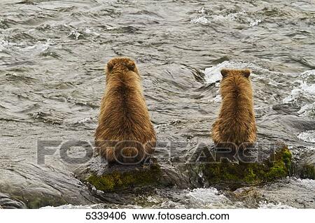 Brown bear (Ursus arctos) sow and cub sitting on rocks in Brooks River, side by side from the rear, Katmai National Park; Alaska, United States of America View Large Photo Image Stock Photograph - Brown bear (Ursus arctos) sow and cub sitting on rocks in Brooks River, side by side from the rear, Katmai National Park; Alaska, United States of America. Fotosearch