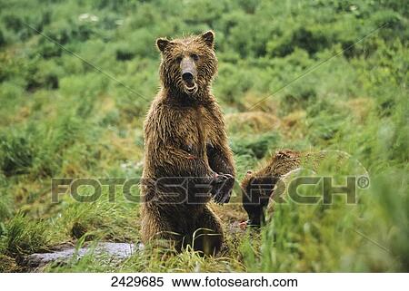 Brown bear (Ursus arctos) sow with 2 yearling cubs standing when surprised, McNeil River State Game Sanctuary; Alaska, United States of America View Large Photo Image Stock Photography - Brown bear (Ursus arctos) sow with 2 yearling cubs standing when surprised, McNeil River State Game Sanctuary; Alaska, United States of America. Fotosearch