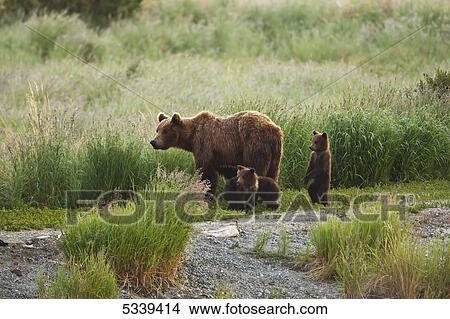 Picture - Brown bear (Ursus arctos) sow with three cubs of the year walking along trail, Katmai National Park and Preserve; Alaska, United States of America. Fotosearch