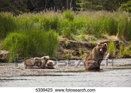 Brown bear (Ursus arctos) sow with three yearling cubs resting on gravel island in Brooks River, Katmai National Park and Preserve; Alaska, United States of America View Large Photo Image Stock Image - Brown bear (Ursus arctos) sow with three yearling cubs resting on gravel island in Brooks River, Katmai National Park and Preserve; Alaska, United States of America. Fotosearch