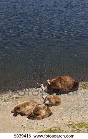 Brown bear (Ursus arctos) sow with three cubs resting on sandy shore of Brooks River, while school of sockeye salmon (Oncorhynchus nerka) swim in river in background, Katmai National Park and Preserve; Alaska, United States of America View Large Photo Image Stock Photography - Brown bear (Ursus arctos) sow with three cubs resting on sandy shore of Brooks River, while school of sockeye salmon (Oncorhynchus nerka) swim in river in background, Katmai National Park and Preserve; Alaska, United States of America. Fotosearch