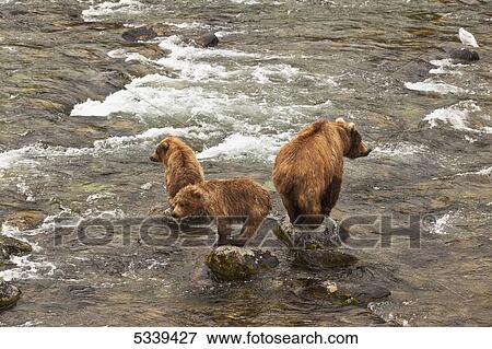 Brown bear (Ursus arctos) sow with two yearling cubs standing on boulders in Brooks River looking for salmon, Katmai National Park and Preserve; Alaska, United States of America View Large Photo Image Stock Photo - Brown bear (Ursus arctos) sow with two yearling cubs standing on boulders in Brooks River looking for salmon, Katmai National Park and Preserve; Alaska, United States of America. Fotosearch