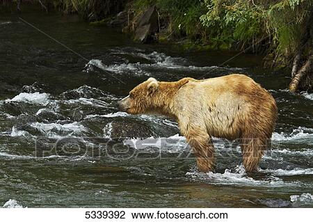 Brown bear (Ursus arctos) standing in riffles of Brooks River looking for sockeye salmon (Oncorhynchus nerka), Katmai National Park; Alaska, United States of America View Large Photo Image Stock Image - Brown bear (Ursus arctos) standing in riffles of Brooks River looking for sockeye salmon (Oncorhynchus nerka), Katmai National Park; Alaska, United States of America. Fotosearch