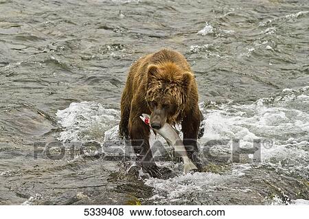 Brown bear (Ursus arctos) standing in Brooks River holding sockeye salmon (Oncorhynchus nerka), Katmai National Park and Preserve; Alaska, United States of America View Large Photo Image Stock Photo - Brown bear (Ursus arctos) standing in Brooks River holding sockeye salmon (Oncorhynchus nerka), Katmai National Park and Preserve; Alaska, United States of America. Fotosearch