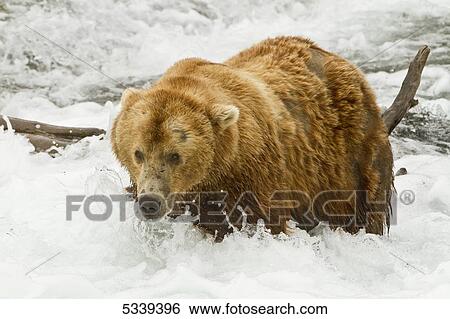 Brown bear (Ursus arctos) standing in rapids of Brooks River while fishing for salmon, Katmai National Park; Alaska, United States of America View Large Photo Image Stock Photograph - Brown bear (Ursus arctos) standing in rapids of Brooks River while fishing for salmon, Katmai National Park; Alaska, United States of America. Fotosearch