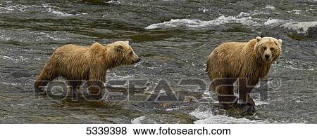 Brown bear (Ursus arctos) standing on rocks in Brooks River in summer looking for salmon, Katmai National Park; Alaska, United States of America View Large Photo Image Stock Photo - Brown bear (Ursus arctos) standing on rocks in Brooks River in summer looking for salmon, Katmai National Park; Alaska, United States of America. Fotosearch