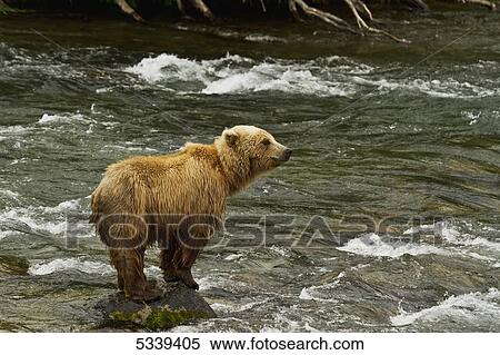 Brown bear (Ursus arctos) standing on rocks in Brooks River while looking for salmon, Katmai National Park; Alaska, United States of America View Large Photo Image Stock Photography - Brown bear (Ursus arctos) standing on rocks in Brooks River while looking for salmon, Katmai National Park; Alaska, United States of America. Fotosearch