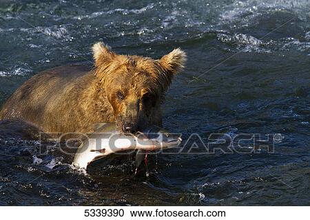 Brown bear (Ursus arctos) wading in Brooks River rapids, holding sockeye salmon (Oncorhynchus nerka), Katmai National Park; Alaska, United States of America View Large Photo Image Stock Image - Brown bear (Ursus arctos) wading in Brooks River rapids, holding sockeye salmon (Oncorhynchus nerka), Katmai National Park; Alaska, United States of America. Fotosearch