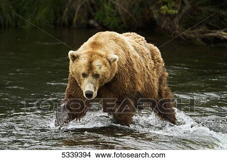 Brown bear (Ursus arctos) walking in shallow water in Brooks River while fishing for salmon, Katmai National Park; Alaska, United States of America View Large Photo Image Picture - Brown bear (Ursus arctos) walking in shallow water in Brooks River while fishing for salmon, Katmai National Park; Alaska, United States of America. Fotosearch