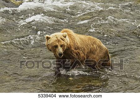 Brown bear (Ursus arctos) walking in Brooks River while looking for salmon, Katmai National Park; Alaska, United States of America View Large Photo Image Picture - Brown bear (Ursus arctos) walking in Brooks River while looking for salmon, Katmai National Park; Alaska, United States of America. Fotosearch