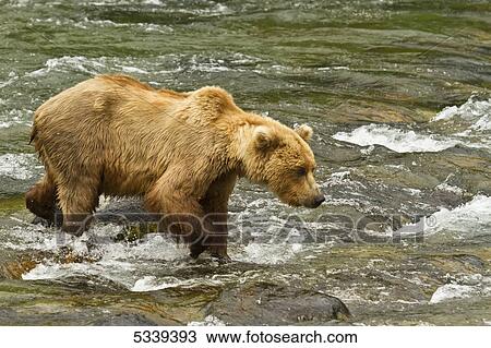 Stock Image - Brown bear (Ursus arctos) walking in shallow water in Brooks River while fishing for salmon, Katmai National Park; Alaska, United States of America. Fotosearch