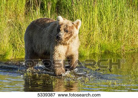 Brown bear (Ursus arctos) walking in water at edge of Brooks River, green grass in background, Katmai National Park; Alaska, United States of America View Large Photo Image Stock Photo - Brown bear (Ursus arctos) walking in water at edge of Brooks River, green grass in background, Katmai National Park; Alaska, United States of America. Fotosearch
