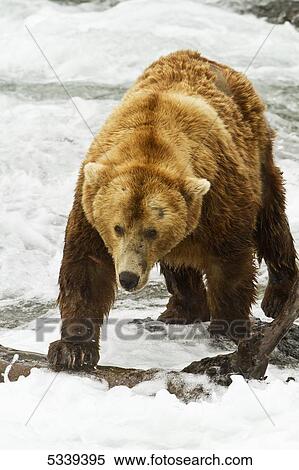 Brown bear (Ursus arctos) walking in rapids of Brooks River while fishing for salmon, Katmai National Park; Alaska, United States of America View Large Photo Image Stock Photography - Brown bear (Ursus arctos) walking in rapids of Brooks River while fishing for salmon, Katmai National Park; Alaska, United States of America. Fotosearch