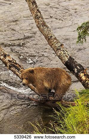 Stock Photograph - Brown bear (Ursus arctos) yearling cub standing on base of birch tree on bank of Brooks River while mother is fishing for salmon, Katmai National Park and Preserve; Alaska, United States of America. Fotosearch