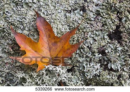 Brown fallen leaf on a rock in autumn; Northumberland, England View Large Photo Image Stock Photograph - Brown fallen leaf on a rock in autumn; Northumberland, England. Fotosearch