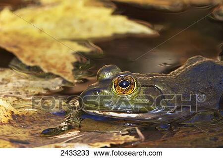 Stock Image - Bullfrog (Lithobates catesbeianus); Pointe-des-Cascades, Quebec, Canada. Fotosearch