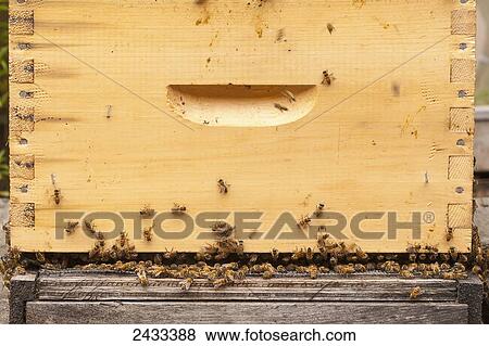 Busy honey bees in a Langstroth hive box; Toronto, Ontario, Canada View Large Photo Image Stock Photo - Busy honey bees in a Langstroth hive box; Toronto, Ontario, Canada. Fotosearch