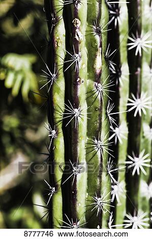 Stock Photograph - Cactus spines, Sonoran desert; Arizona, United States of America. Fotosearch