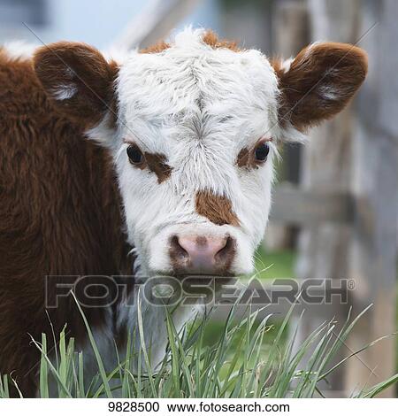Calf; Torres del Paine, Magallanes and Antartica Chilena Region, Chile View Large Photo Image Stock Image - Calf; Torres del Paine, Magallanes and Antartica Chilena Region, Chile. Fotosearch