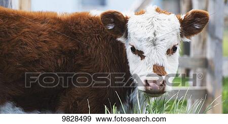 Stock Photo - Calf; Torres del Paine, Magallanes and Antartica Chilena Region, Chile. Fotosearch