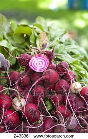 Stock Image - Candy-striped, heirloom Chioggia Beets at a farmers market; Toronto, Ontario, Canada. Fotosearch