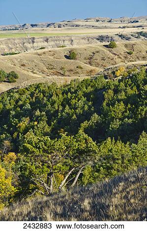 Stock Image - Canyon of junipers in the Little Missouri National Grasslands; North Dakota, United States of America. Fotosearch
