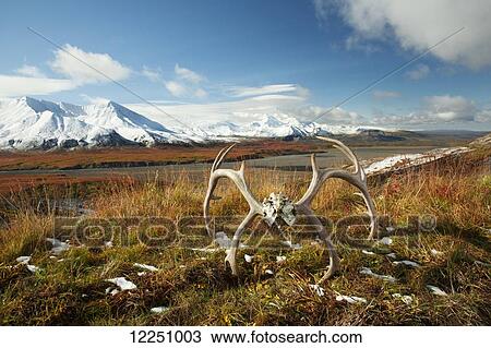 Caribou antlers sit on tundra near the Eielson Visitor's Center with patches of melting snow following an early snow with Mt. McKinley partially visible in the background, Denali National Park, Fall. View Large Photo Image Stock Image - Caribou antlers sit on tundra near the Eielson Visitor's Center with patches of melting snow following an early snow with Mt. McKinley partially visible in the background, Denali National Park, Fall.. Fotosearch