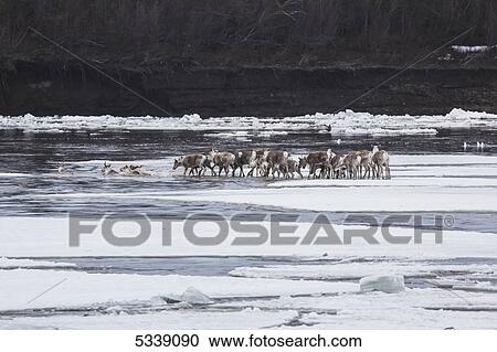 Caribou from the Porcupine Caribou herd cross over the ice of the Porcupine River; Old Crow, Yukon, Canada View Large Photo Image Stock Image - Caribou from the Porcupine Caribou herd cross over the ice of the Porcupine River; Old Crow, Yukon, Canada. Fotosearch