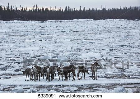 Stock Image - Caribou from the Porcupine Caribou herd cross over the ice of the Porcupine River; Old Crow, Yukon, Canada. Fotosearch