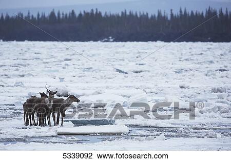 Stock Image - Caribou from the Porcupine Caribou herd cross over the ice of the Porcupine River; Old Crow, Yukon, Canada. Fotosearch