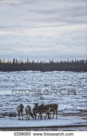 Caribou from the Porcupine Caribou herd cross over the ice of the Porcupine River; Old Crow, Yukon, Canada View Large Photo Image Stock Image - Caribou from the Porcupine Caribou herd cross over the ice of the Porcupine River; Old Crow, Yukon, Canada. Fotosearch
