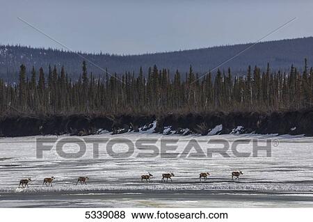 Caribou from the Porcupine Caribou herd cross over the ice of the Porcupine River; Old Crow, Yukon, Canada View Large Photo Image Stock Photo - Caribou from the Porcupine Caribou herd cross over the ice of the Porcupine River; Old Crow, Yukon, Canada. Fotosearch