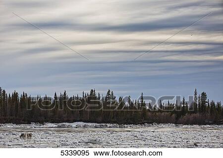 Caribou from the Porcupine Caribou herd cross over the ice of the Porcupine River; Old Crow, Yukon, Canada View Large Photo Image Stock Photography - Caribou from the Porcupine Caribou herd cross over the ice of the Porcupine River; Old Crow, Yukon, Canada. Fotosearch