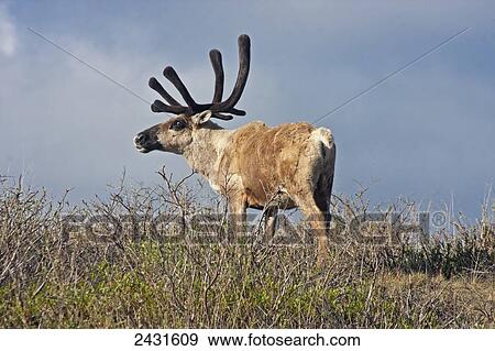 Caribou (Rangifer tarandus) in Denali National Park; Alaska, United States of America View Large Photo Image Stock Photo - Caribou (Rangifer tarandus) in Denali National Park; Alaska, United States of America. Fotosearch