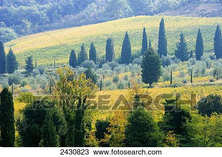 Stock Image - Castelnuovo Abbot, a small medieval village; Tuscany, Italy. Fotosearch