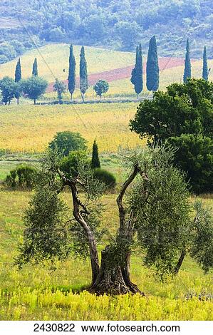 影像- castelnuovo, 方丈, a, 小, 中世纪, villa