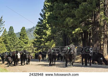 Stock Photo - Cattle following a Forest Service road up to summer pasture in the Warner Mountains, Modoc Country; California, United States of America. Fotosearch