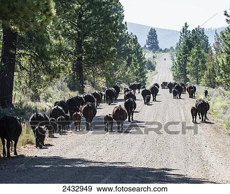 Stock Photo - Cattle following a Forest Service road up to summer pasture in the Warner Mountains, Modoc Country; California, United States of America. Fotosearch