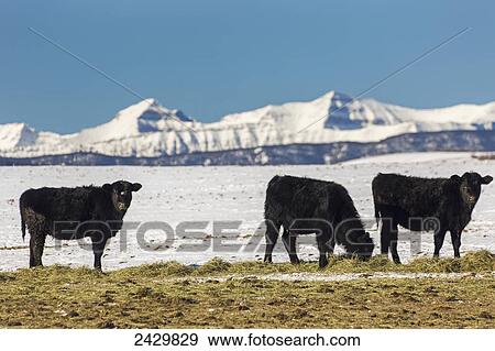 Stock Photo - Cattle in snow covered field feeding on hay with snow covered mountains in the background with blue sky; Longview, Alberta, Canada. Fotosearch