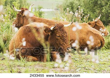 Stock Photography - Cattle laying on the grass; Tarifa, Cadiz, Andalusia, Spain. Fotosearch