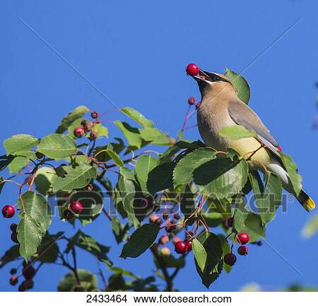 Picture - Cedar Waxwing (Bombycilla cedrorum); Ontario, Canada. Fotosearch
