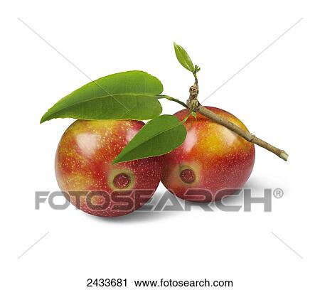 Stock Image - Cherries with a stem and leaves. Fotosearch