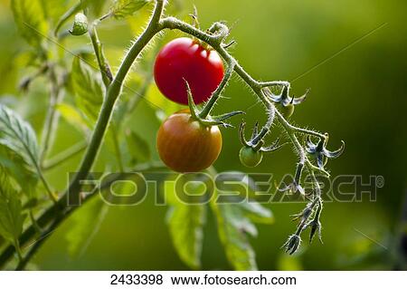 Stock Photo - Cherry tomatoes on the vine in a vegetable garden; Toronto, Ontario, Canada. Fotosearch
