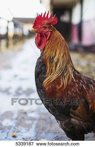 Chicken (Gallus gallus domesticus); Durham, England View Large Photo Image Stock Photo - Chicken (Gallus gallus domesticus); Durham, England. Fotosearch