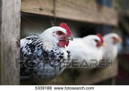Chickens (Gallus gallus domesticus) in a pen; Dunstanburgh, Northumberland, England View Large Photo Image Stock Photo - Chickens (Gallus gallus domesticus) in a pen; Dunstanburgh, Northumberland, England. Fotosearch